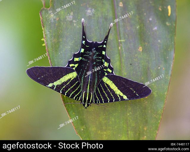 Urania swallowtail moth (Urania fulgens), Drake Bay, Puntarenas Province, Costa Rica, Central America