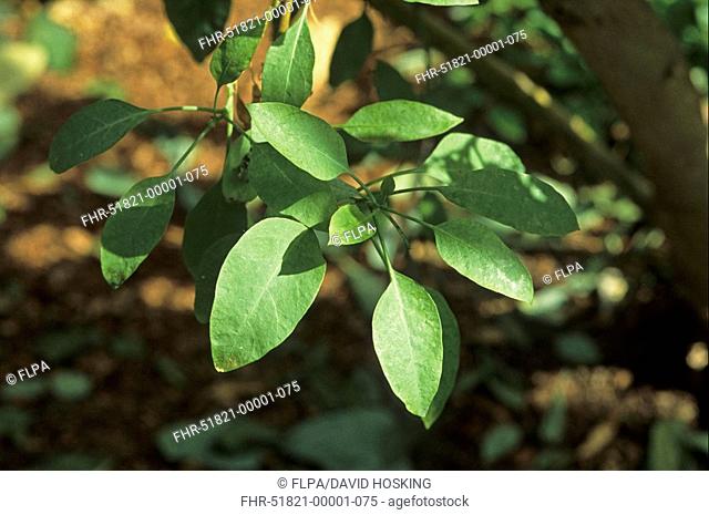 Shrub Tobacco Nicotiana glauca leaves