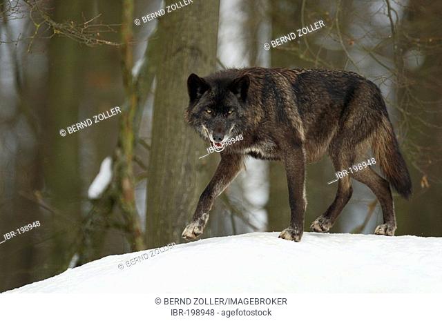 Eastern Timber Wolf (Canis lupus lycaon)