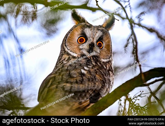 24 January 2023, Brandenburg, Dolgelin: A long-eared owl looking from a tree. The Odra region is very popular with long-eared owls
