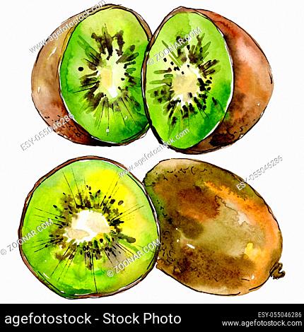 Exotic kiwi healthy food in a watercolor style isolated. Full name of the fruit: kiwi. Aquarelle wild fruit for background, texture, wrapper pattern or menu