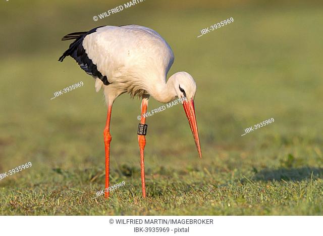 White Stork (Ciconia ciconia) foraging on meadow, North Hesse, Hesse, Germany