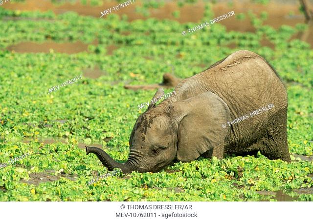 African Elephant - calf drinking at a waterhole which is covered with green Pistia stretoides.  (Loxodonta africana)