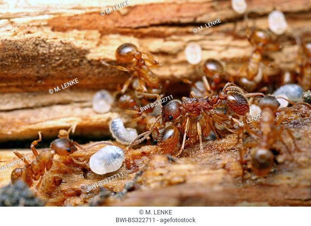 red-brown ant (Myrmica scabrinodis), in their nest with pupas, Germany, Thueringen