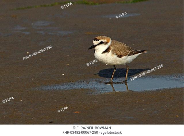Kentish Plover Charadrius alexandrinus nihonensis adult, summer plumage, standing on sandflats, Hebei, China, may
