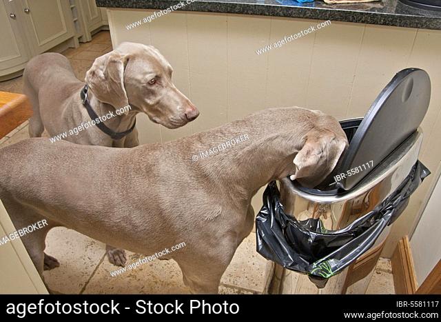 Domestic dog, Weimaraner, short-haired variety, two adults, attack on dustbin in kitchen, England, United Kingdom, Europe