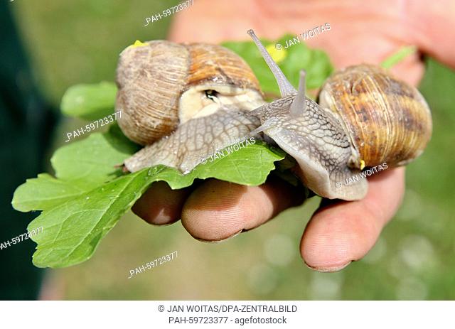 An correctional officer holds two escargots in the correctional facility Zeithain, Germany, 10 June 2015. A group of inmates in open prison takes care of the...