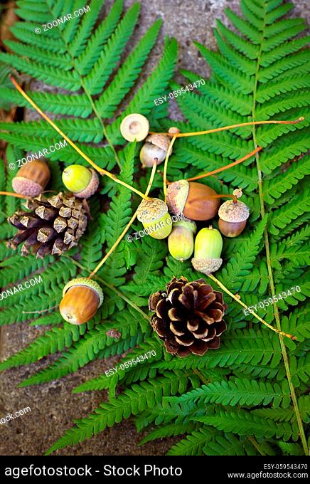 Autumn background of acorns, cones on the leaves of a fern