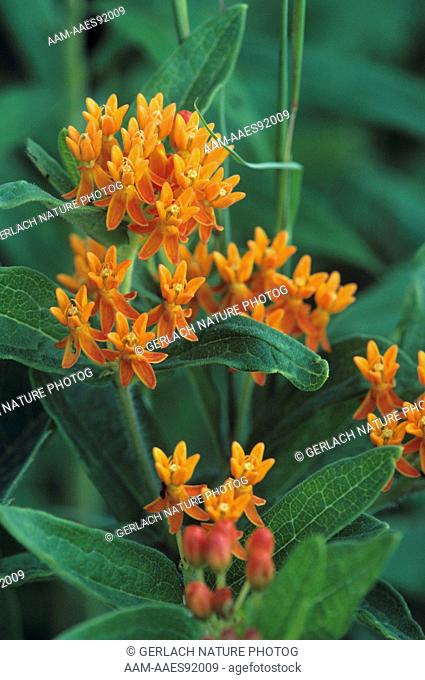 Butterfly Weed (Asclepias tuberosa) Lapeer County, Michigan