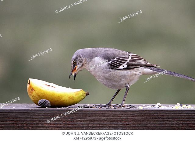 A Northern Mockingbird, Mimus polyglottos, eating a pear  New Jersey, USA