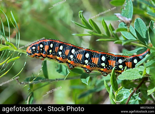 Raupe des Wolfsmilchschwärmers (Hyles euphorbiae) frisst Zypressen-Wolfsmilch (Euphorbia cyparissias), Gasterntal, Schweiz / Larva of Spurge hawk-moth (Hyles...