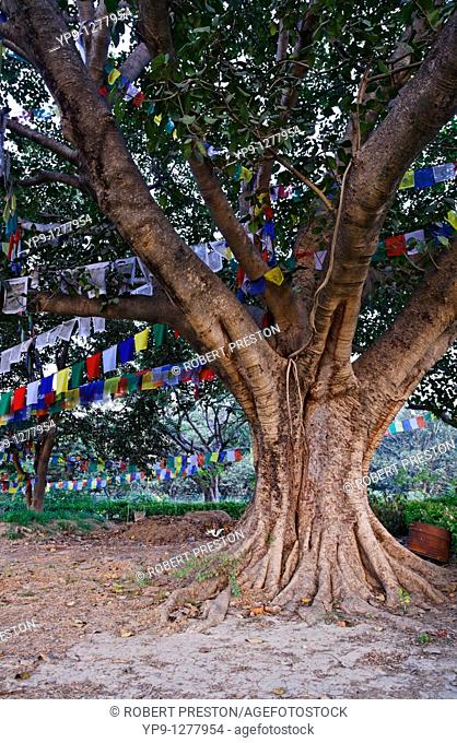 Ancient tree and prayer flags, Lumbini, Nepal