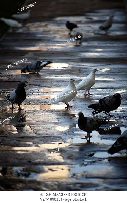 Pigeons in the morning