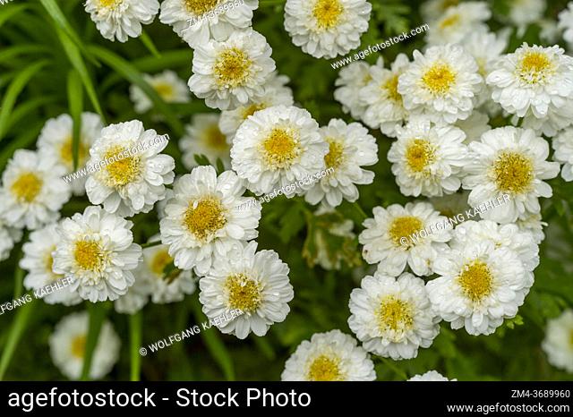 Feverfew or White Wonder (Tanacetum parthenium) flowers in a garden in Kirkland, Washington State, USA