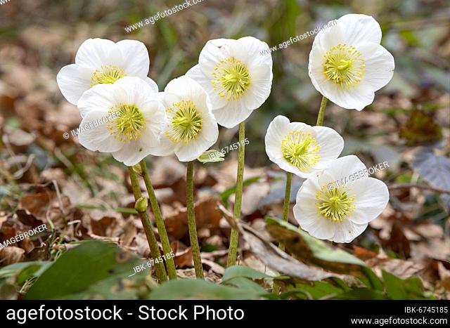 Black hellebore (Helleborus niger), snow rose, Niederbreitenbach, Tyrol, Austria, Europe