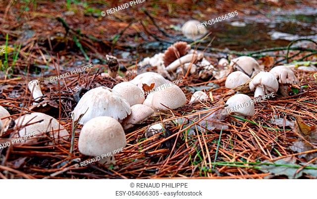 mushrooms in the ground at autumn saison
