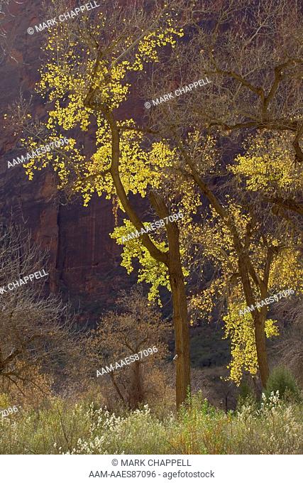 Cottonwood Trees in Autumn Colors, Zion Canyon, Zion National Park, Utah, USA