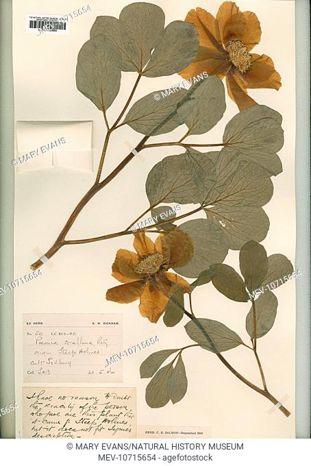 Paeonia corallina. Dried specimen from the museum herbarium. Origin Steep Aohimes, cultivated at Sedbury. Collected 21.5.06