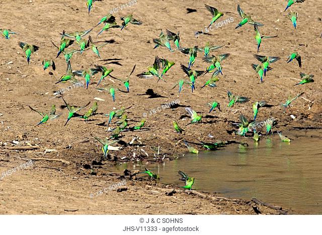 Budgerigar, (Melopsittacus undulatus), group of adults at water bathing and drinking, flying, Sturt Nationalpark, New South Wales, Australia
