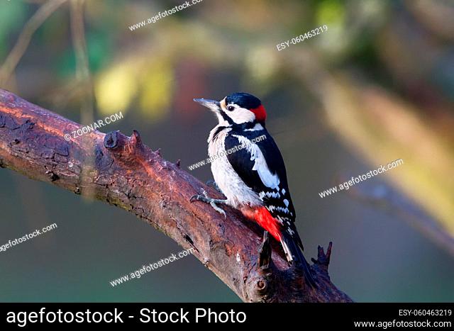 Buntspecht (Dendrocopos major) im Naturschutzgebiet Mönchbruch bei Frankfurt, Deutschland. Great spotted woodpecker (Dendrocopos major) in the nature reserve...