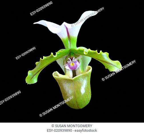 Paphiopedilum spicerianum orchid