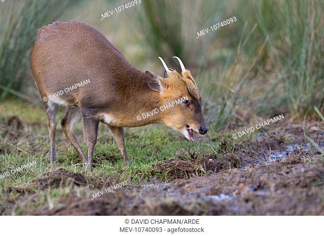 Muntjac Deer - male (Muntiacus reevesi)
