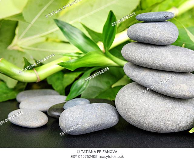 Spa concept with gray basalt massage stones and lush green foliage on a black background