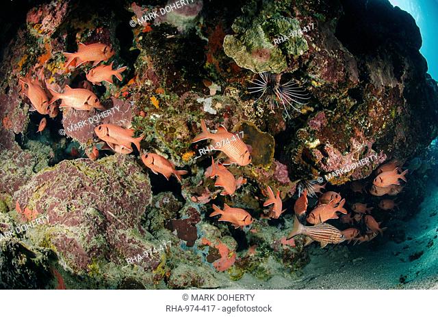 Small school of Blotcheye soldierfish (White edged soldier fish) (Myripristis murdjan), Naama Bay, Sharm El Sheikh, Red Sea, Egypt, North Africa, Africa