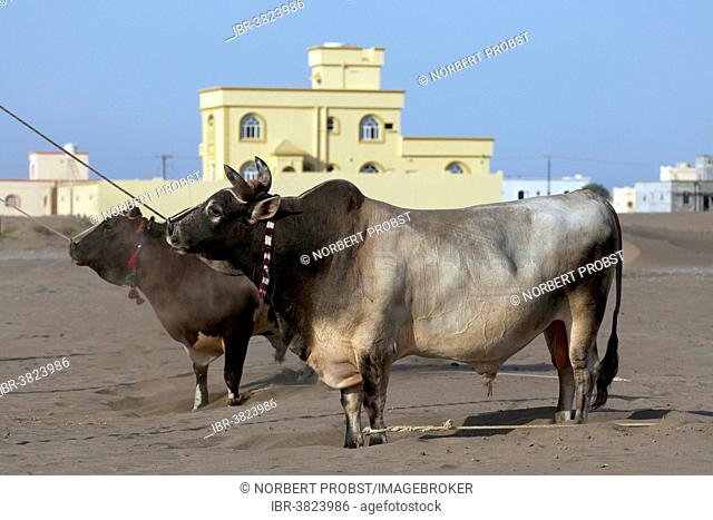Tethered bulls waiting before a bull fight, Barka, Al-Batinah province, Oman, Arabian Peninsula