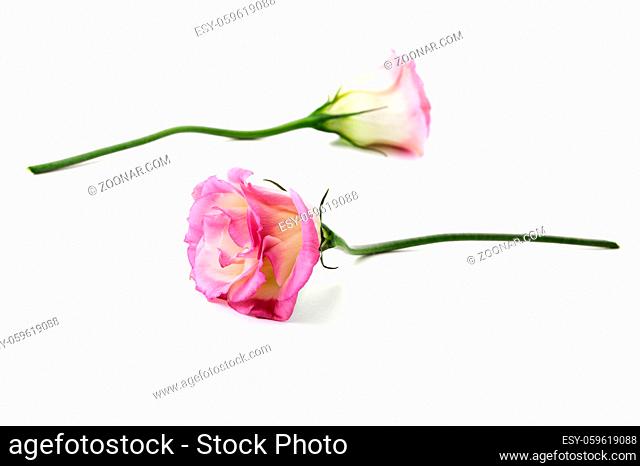Two cut flowers of a pink Eustoma on a clean white background
