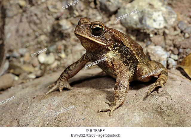 Gulf Coast toad Bufo valliceps, sitting erect on a rock, Honduras, Copan