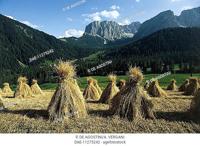 Agricultural landscape and sheaves near Longiaru, Val Badia, Trentino-Alto Adige, Italy