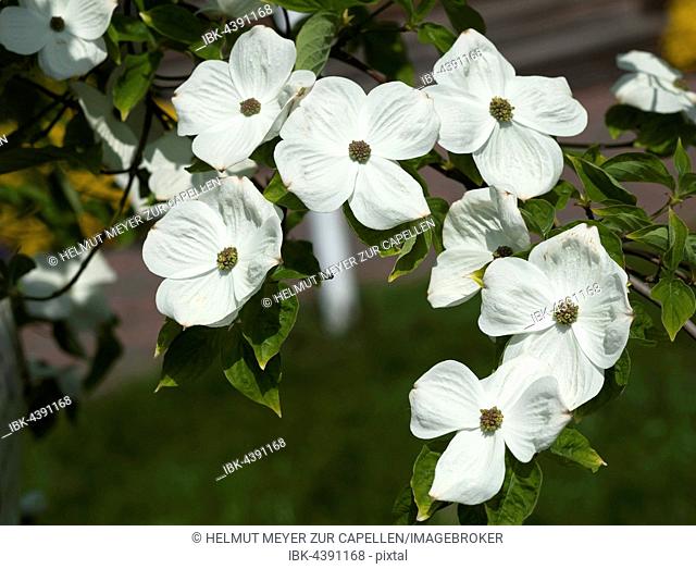 Mountain dogwood (Cornus nuttallii) flowers, Mecklenburg-Western Pomerania, Germany
