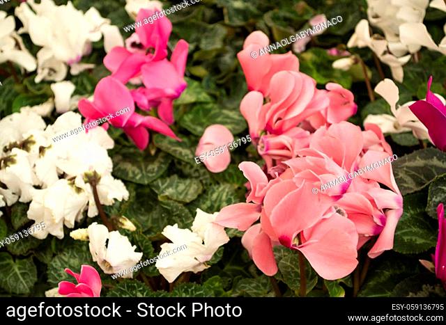 Blooming cyclamen with pink, white and red flowers growing in pots mixed close up