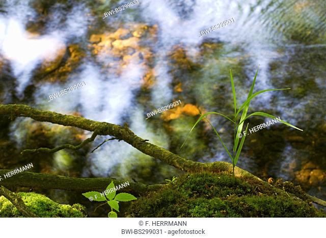 view from a mossy riverside on the water reflecting the sky, Germany, Saxony, Vogtland, Triebtal