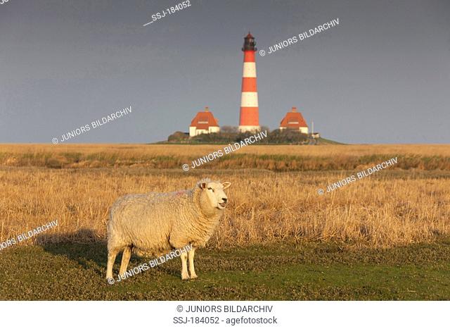Domestic Sheep (Ovis ammon aries) on a salt marsh with the lighthouse Westerheversand in background. Peninsula of Eiderstedt, North Frisia, Germany