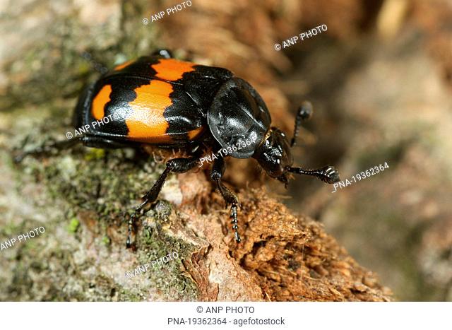 Common Burying beetle Nicrophorus vespilloides - De Geelders, Schijndel, Meierij, North Brabant, The Netherlands, Holland, Europe