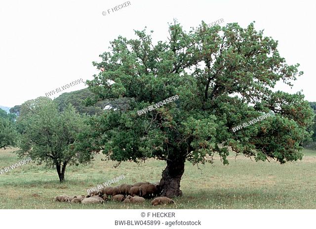 Dyer's oak, Vallonian oak Quercus macrolepis, flock of sheeps under a single tree