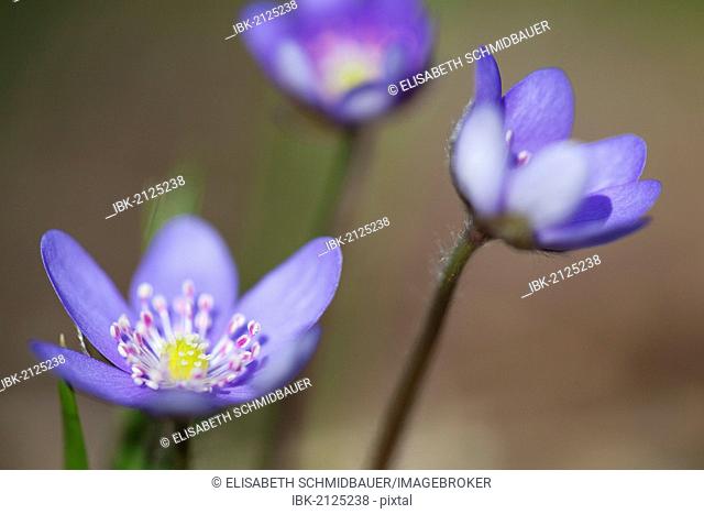 Common hepatica, liverwort, kidneywort (Hepatica nobilis), Noettinger Heide, Bavaria, Germany, Europe