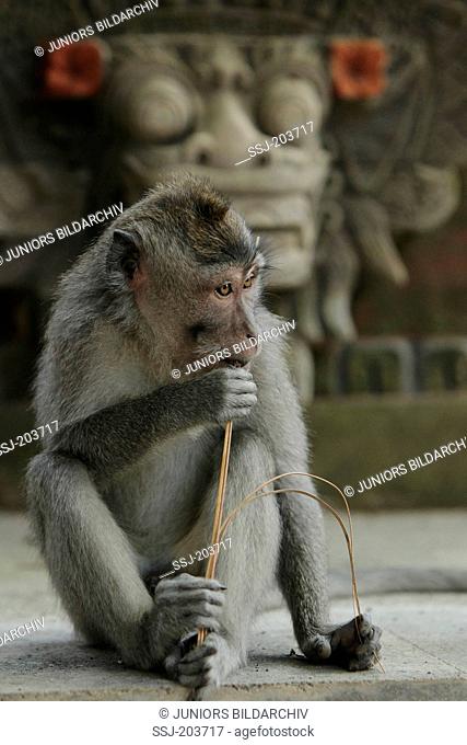 Crab-eating Macaque (Macaca fascicularis) chewing on a stick. Bali