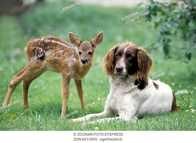 Animal Friendship