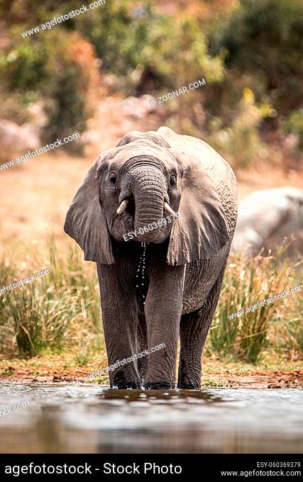 Elephant drinking in the Kruger National Park, South Africa