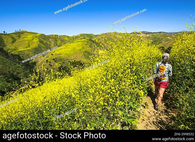 Woman hiking through wild mustard at Harmon Canyon Preserve, Ventura, California USA