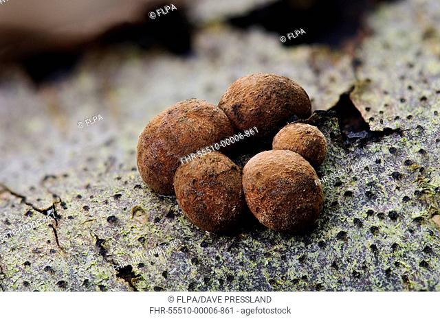Beech Woodwart (Hypoxylon fragiforme) fruiting bodies, growing on rotting wood in woodland, Bostall Woods, Royal Borough of Greenwich, London, England