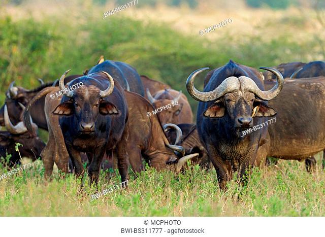 African buffalo (Syncerus caffer), with Red-billed Oxpecker, Buphagus erythrorhynchus, South Africa, Hluhluwe-Umfolozi National Park