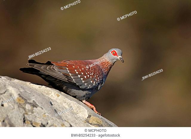 speckled pigeon Columba guinea, sitting on a rock, South Africa, Western Cape, Robberg Nature Reserve