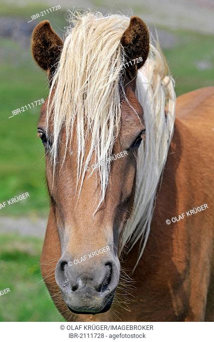 Icelandic Horse (Equus ferus caballus), portrait, Snaefell Peninsula or Snaefellsnes, Iceland, Europe