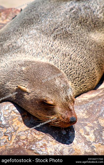 Seal lying, resting and sleeping on a rock. Selective focus. Animal wildlife. Close-up and detail