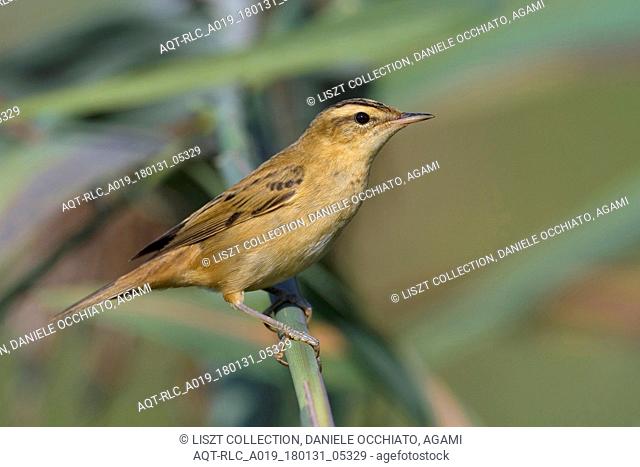 Adult Sedge Warbler, Sedge Warbler, Acrocephalus schoenobaenus