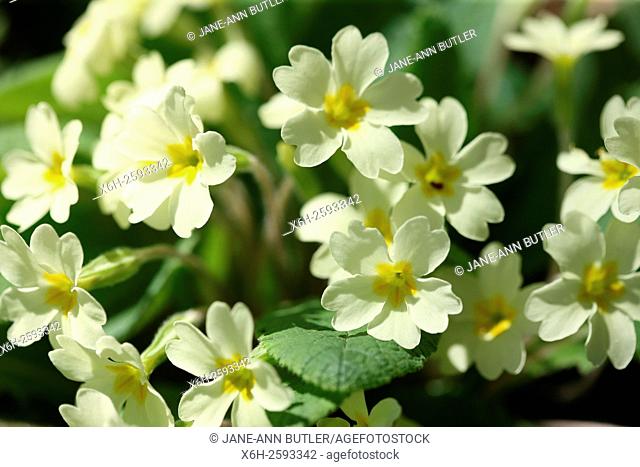 much loved early spring flower, the english primrose in full bloom